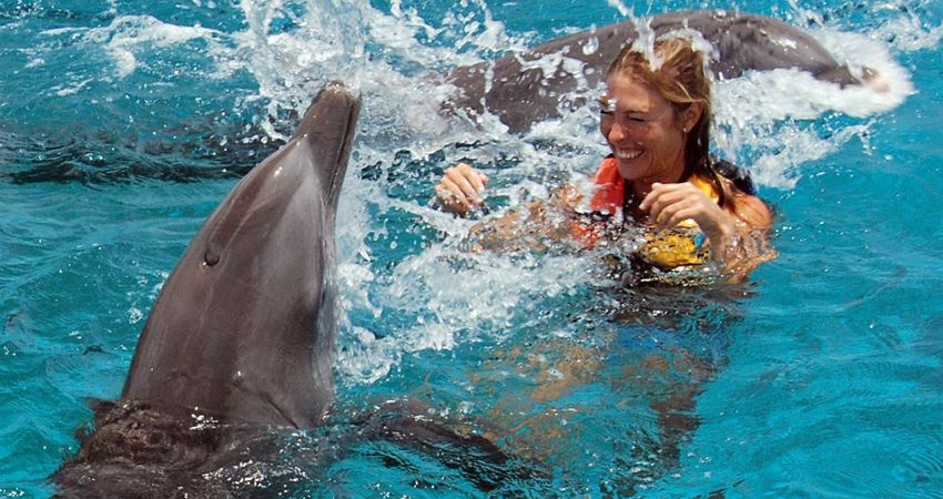 Плавание с дельфинами в Бодруме - Описание Программы и Цены