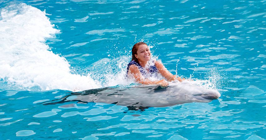 Плавание с дельфинами в Бодруме - Описание Программы и Цены