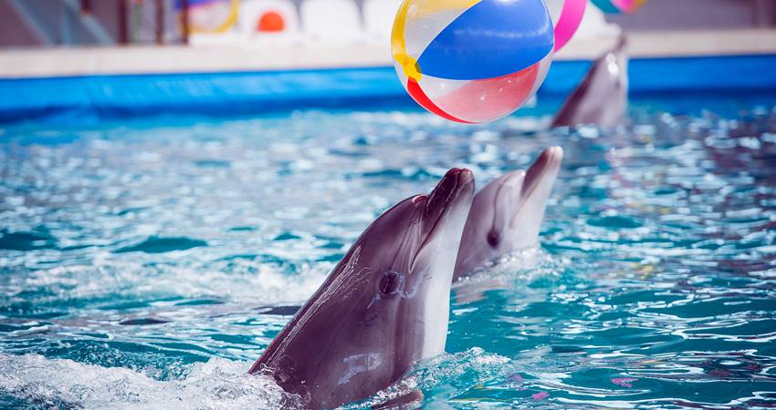 Плавание с дельфинами в Кушадасах - Описание Программы и Цены