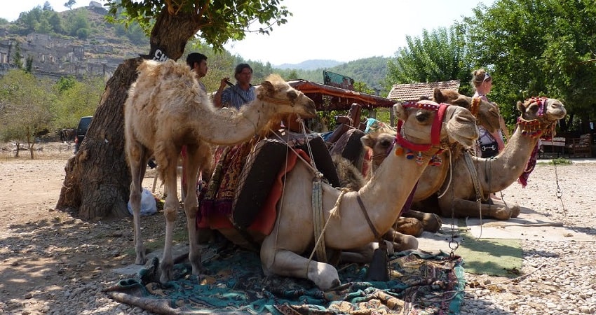 Сафари на верблюдах в Фетхие - Описание Программы и Цены
