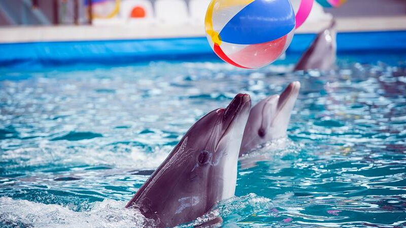 plavanie-s-delfinami-v-antalii